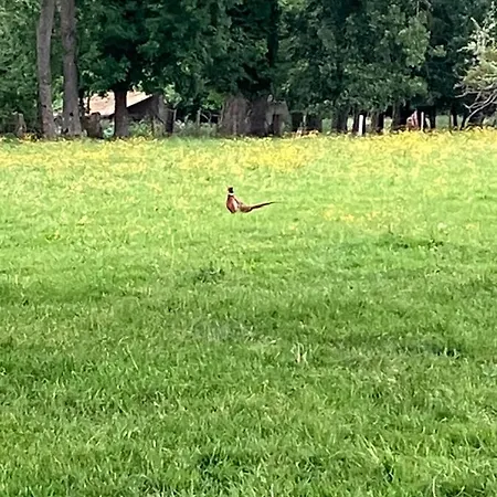 民宿 La Marokanette Saint-Maclou-de-Folleville